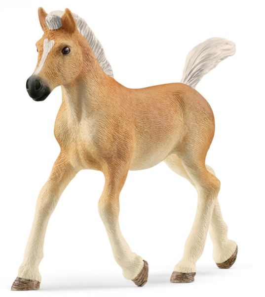 SHL13951 - Haflinger Veulen - 1