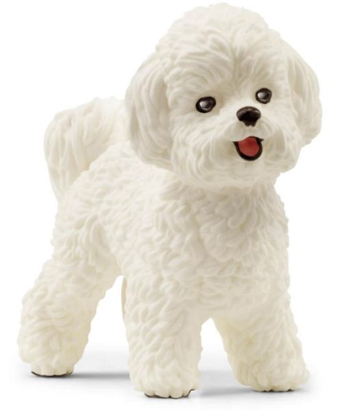 SHL13963 - Bichon Frise - 1