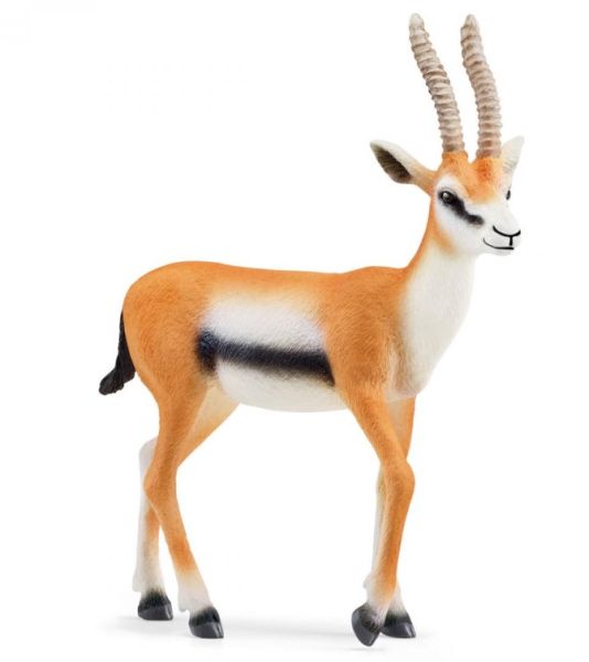 SHL14861 - Thomson's Gazelle - 1