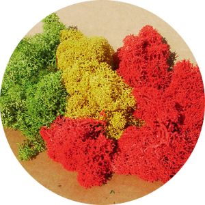 HEK3214 - Lichen geassorteerde kleuren 30g